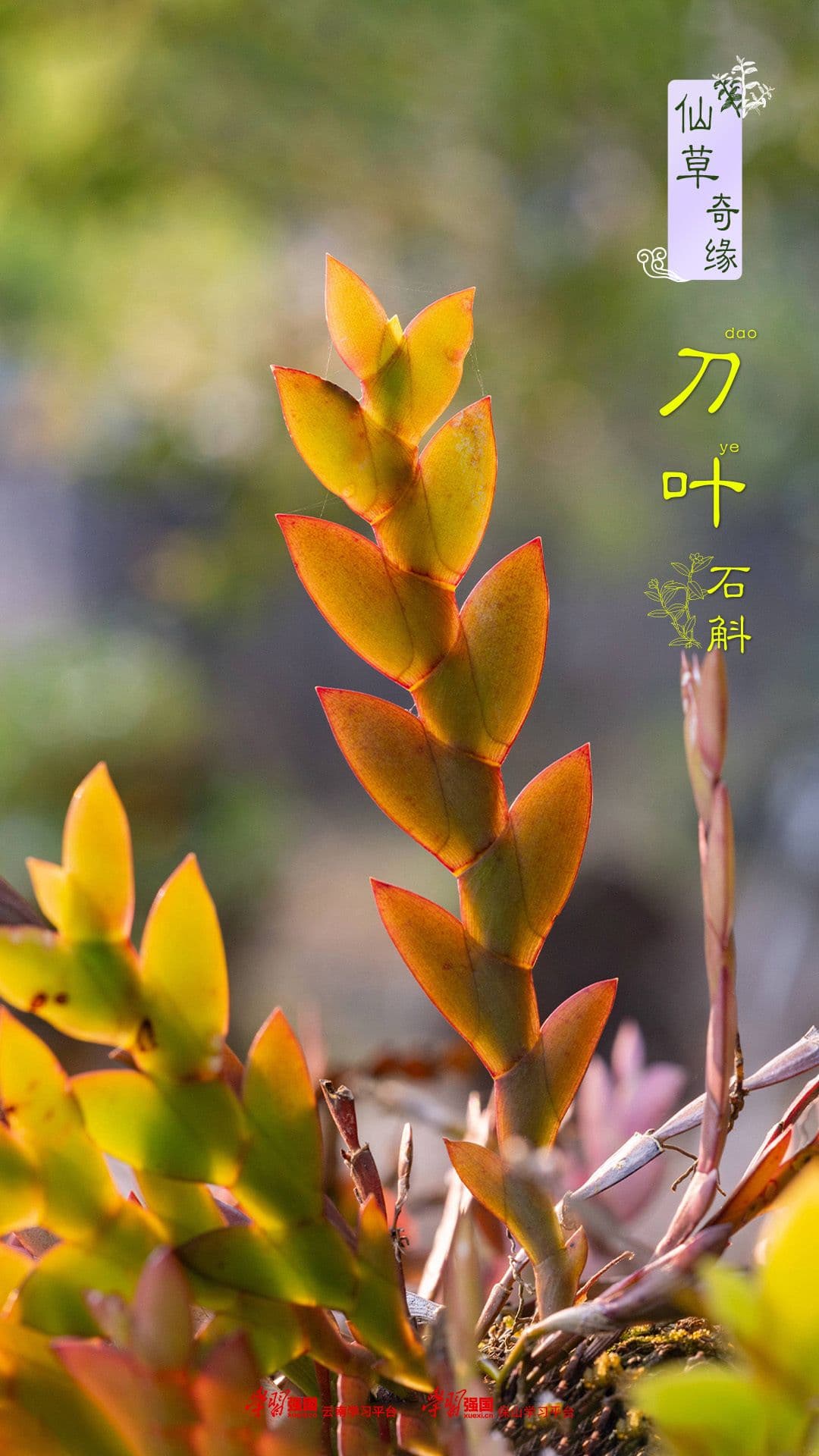 科普云南 | 仙草奇缘▪刀叶石斛：叶如匕首茎重重 淡黄白花小玲珑