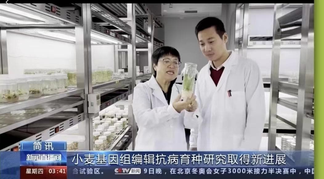 抗白粉病高产小麦基因编辑技术获农业农村部批准 生物技术有望助力主粮增产