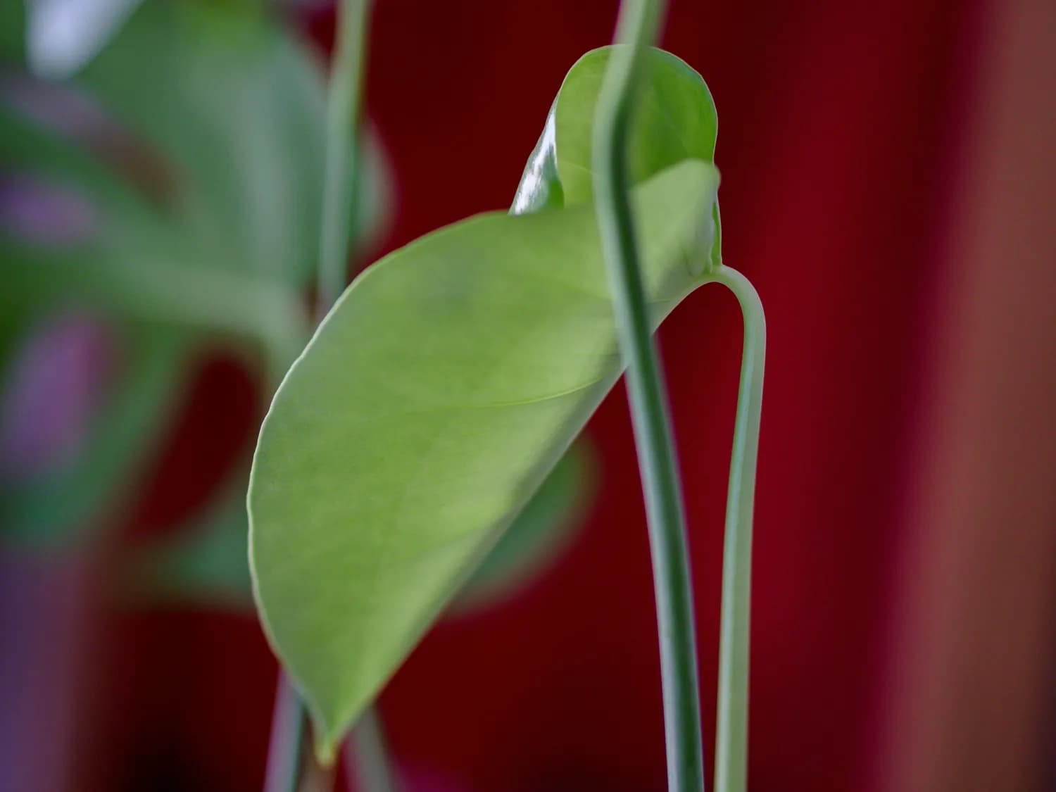 名字里的秘密：从植物命名到人生选择