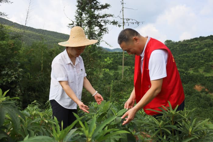 五指毛桃配虫仔鸡!阳朔县普益乡这对跨界CP火了