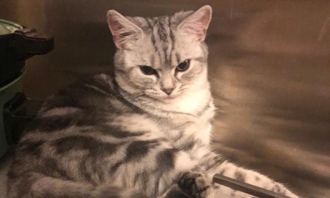 宠物猫咪肺水肿的病因和治疗方法（探究猫咪低体温和肺部疾病的关系）