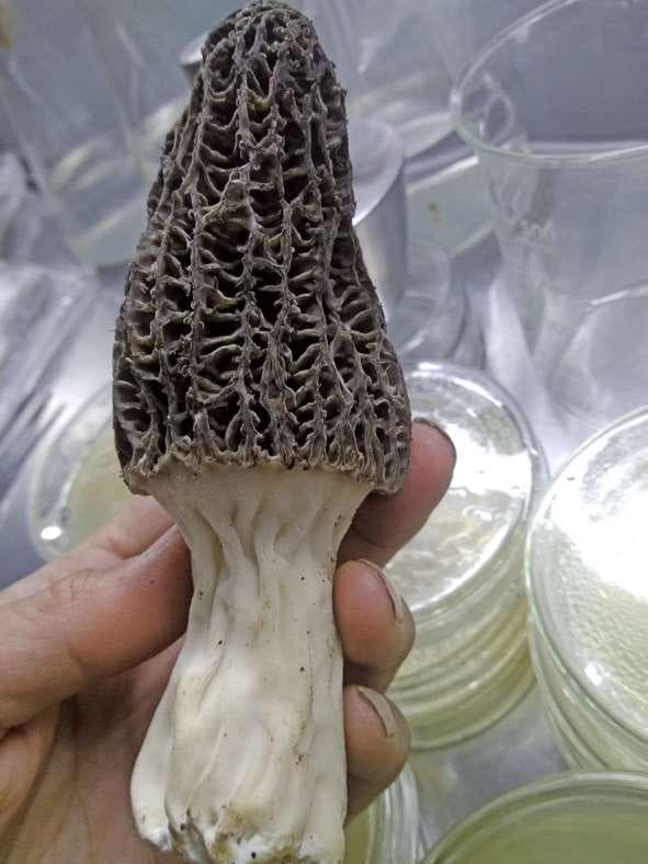 食用菌规模化栽培技术图解