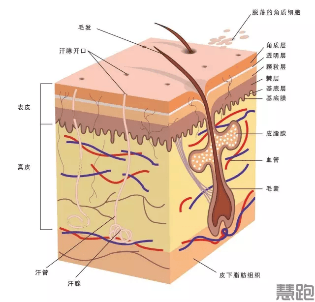 跑步能让皮肤变好吗？