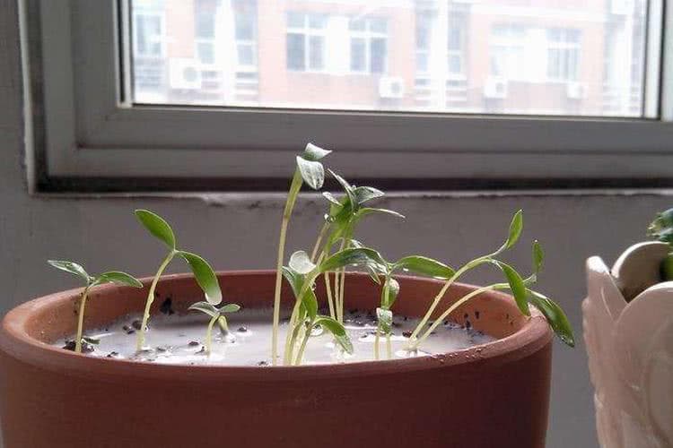 过期牛奶真的能浇花？这样做才能让植物健康成长
