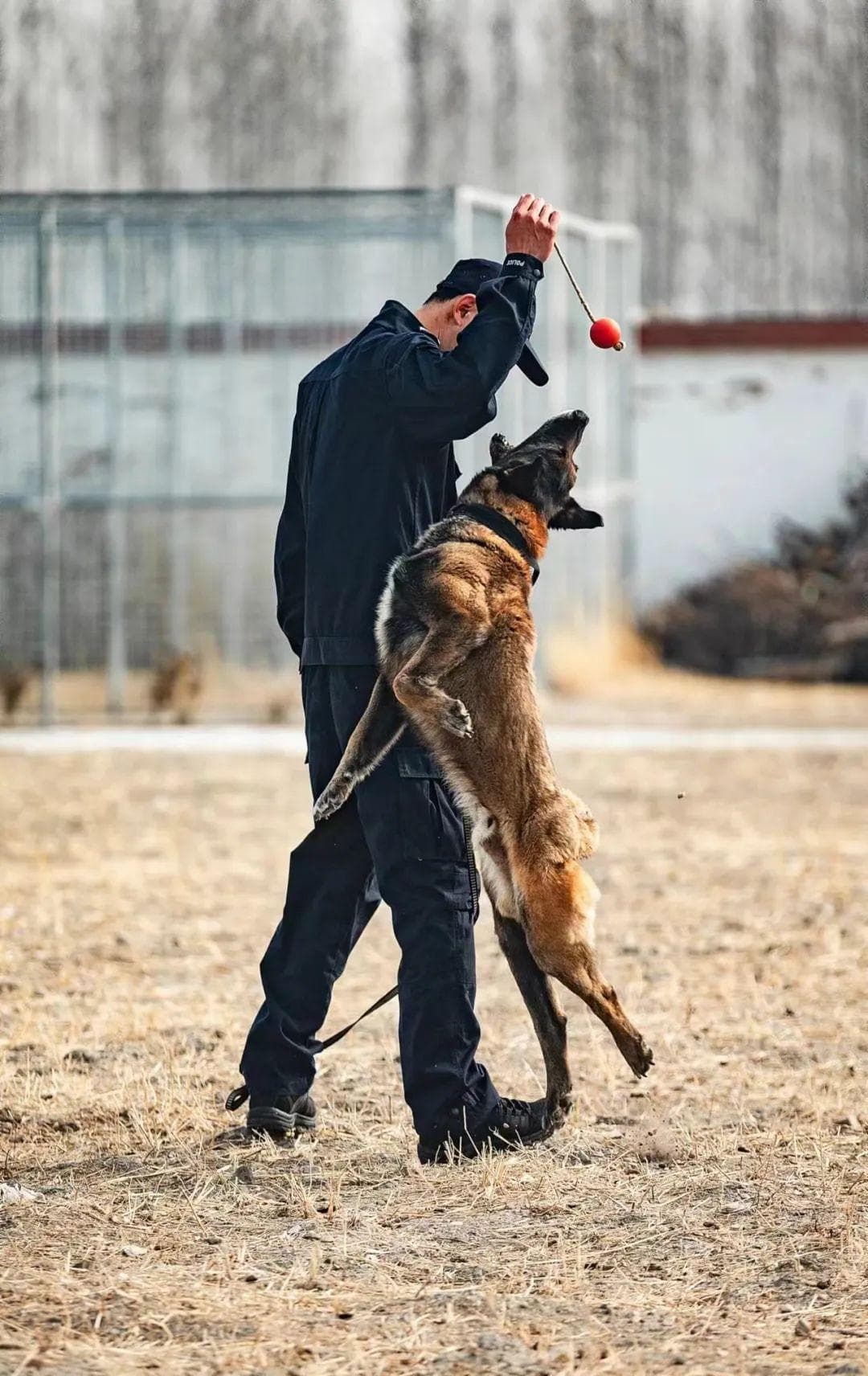 又萌又勇！ 警中“汪汪队”日常训练
