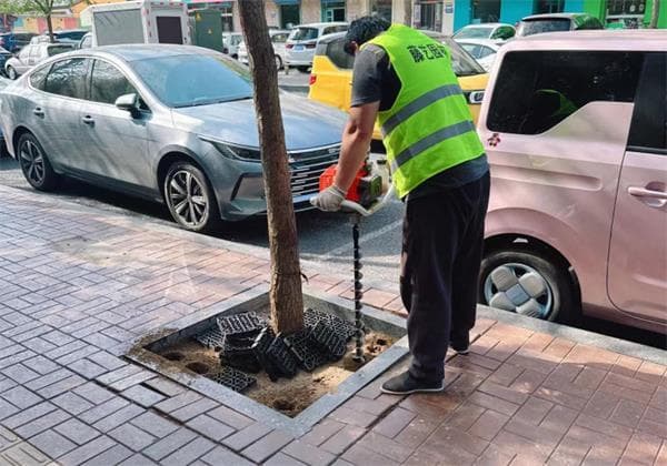 行道树复壮技术详解：从原因分析到具体实施