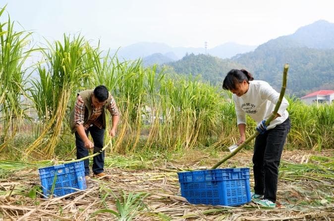 流江沙屋场：特色产业美了村庄，富了村民