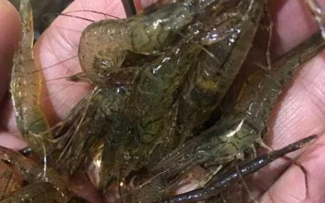 地笼捕河虾：诱饵配方与实战技巧详解