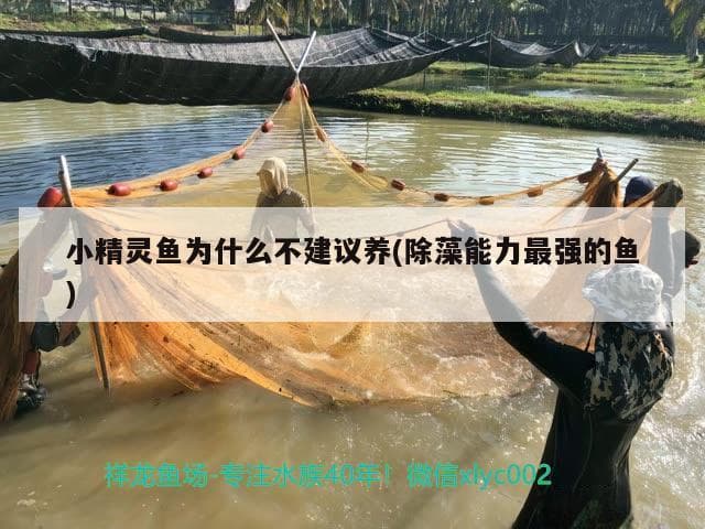小精灵鱼养殖全攻略：从食性到混养的全方位指南