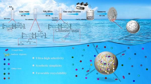 青岛能源所开发出海藻酸钠-DNA新型超高选择性海水提铀材料