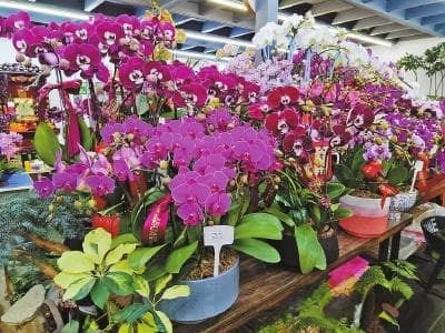 福州“年宵花经济”红红火火