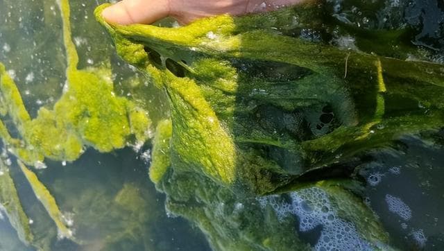 水产养殖青苔防治全攻略：分类、危害与防控方法详解