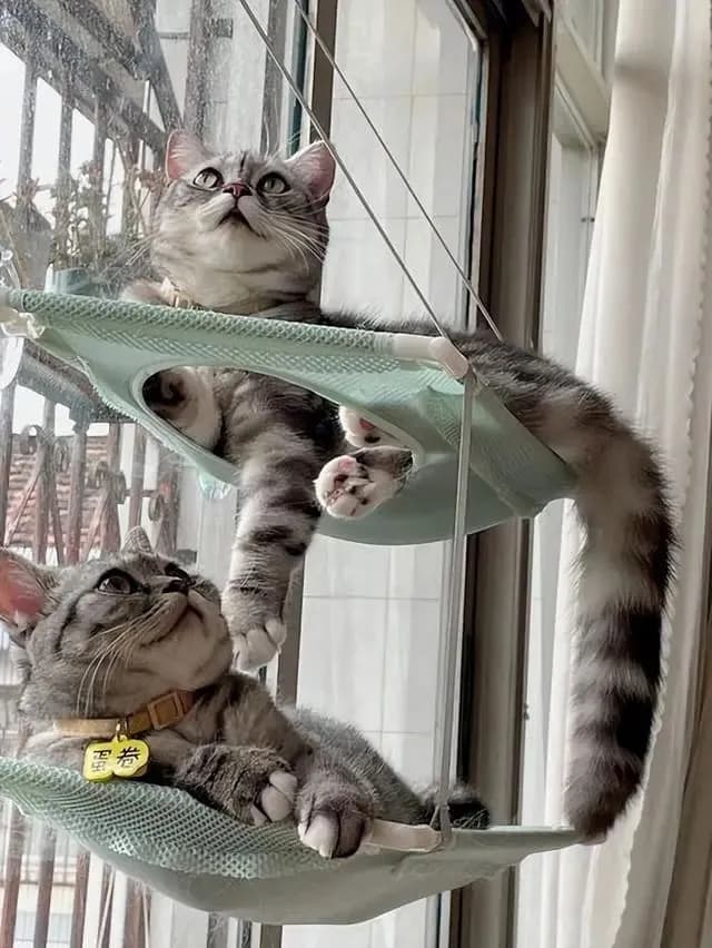 新手铲屎官必备：友善猫咪品种指南