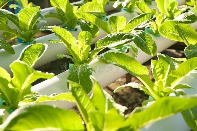 南方冰菜几月种植最好