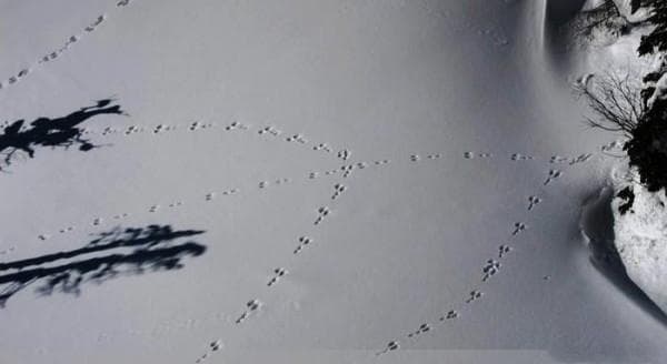 雪泥鸿爪：苏轼诗中的哲理与人生感悟