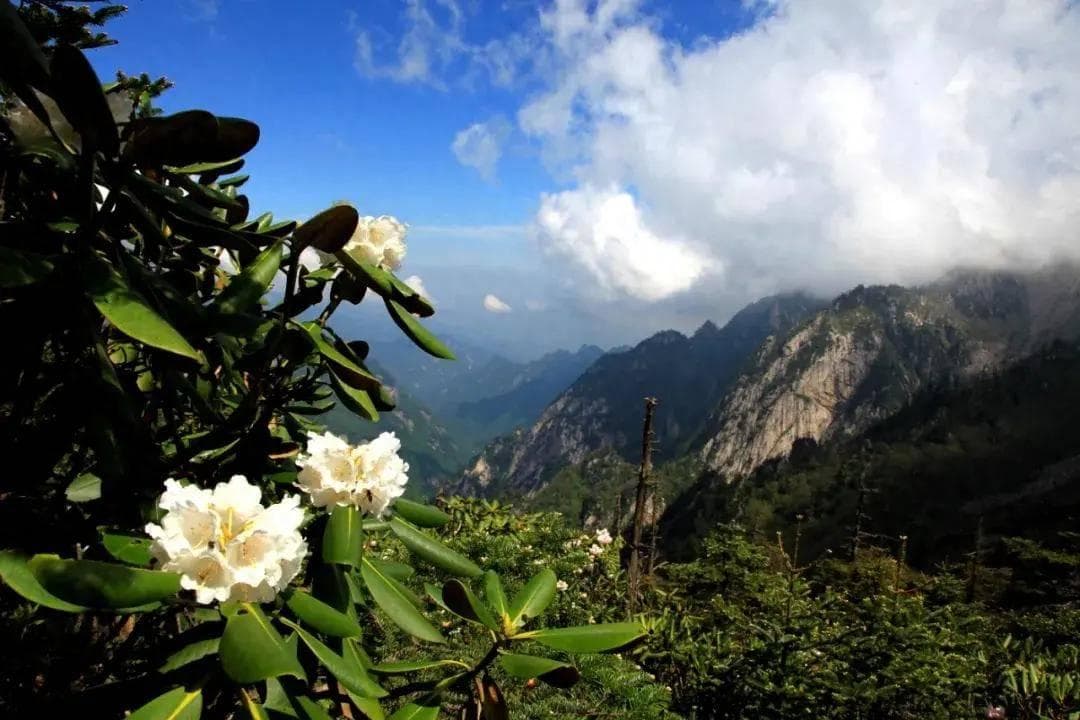 初夏就去朱雀森林公园：尽览秦岭杜鹃花海，打卡西安最高峰冰晶顶