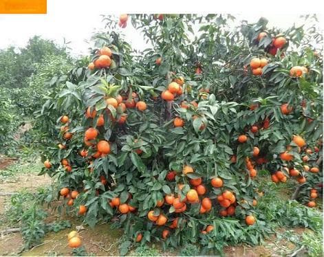沃柑与粑粑柑大比拼：品种、口感与产地全方位对比