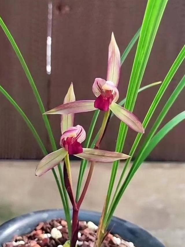 冬季兰花浇水：是否也得浇透？