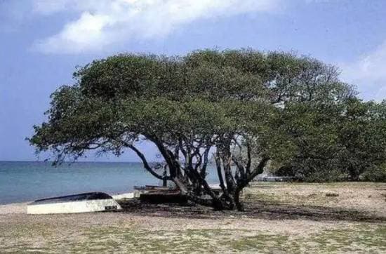 这种“苹果树”全株有毒太魔性 不能摸也不能烧