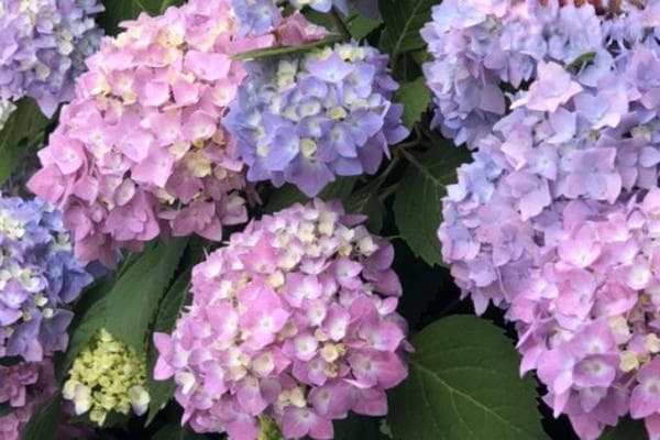 绣球花栽培管理及病虫害防治