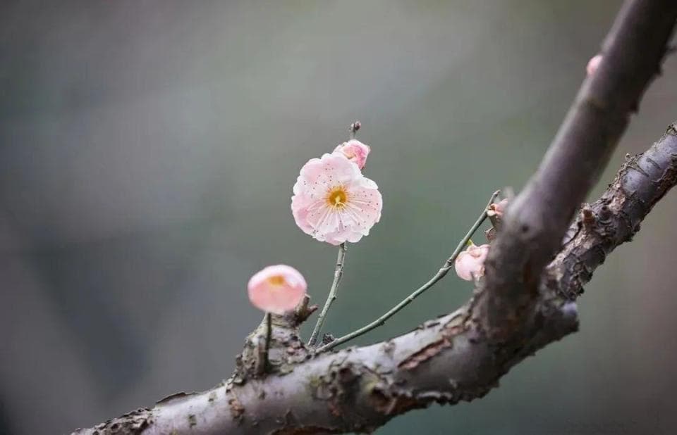 手机也能拍梅花？专业摄影师都不相信！这些技巧让你的照片更动人
