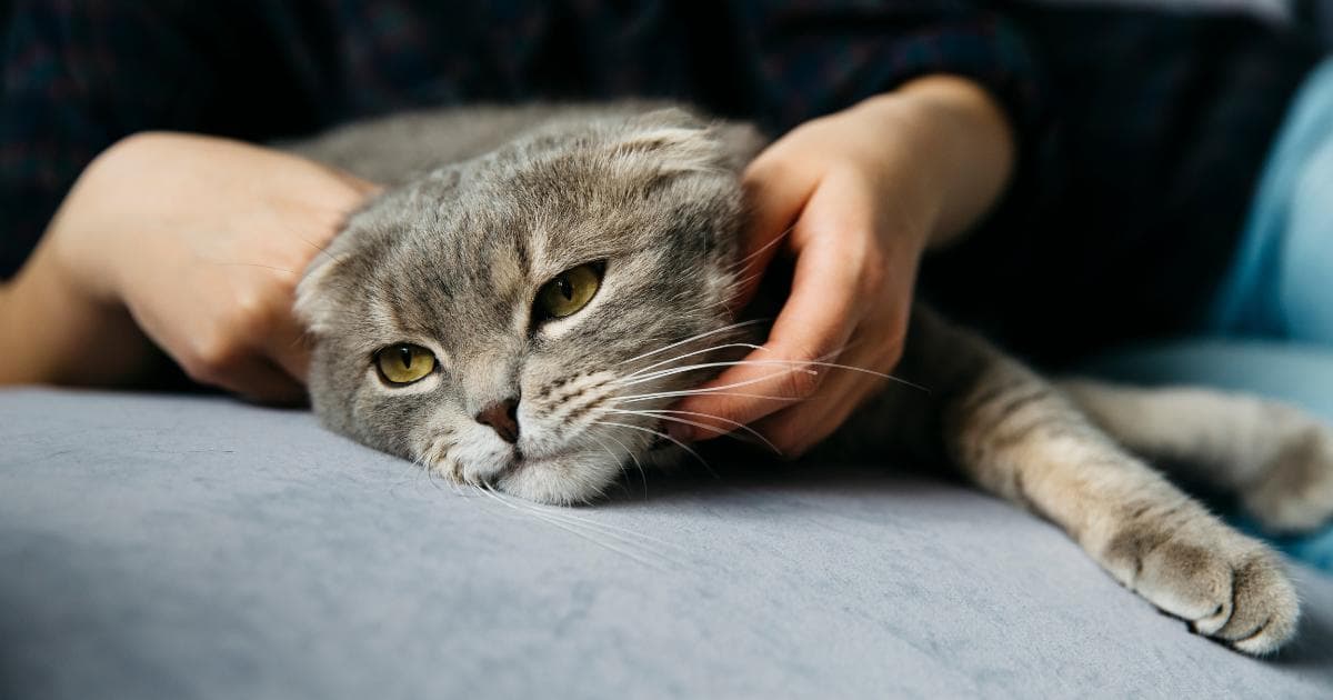 了解猫咪的鼻炎和鼻窦炎③：治疗方法教战守则