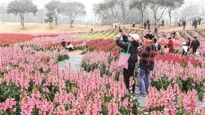 相约解锁厦门“花花世界” 盘点厦门春日赏花好去处