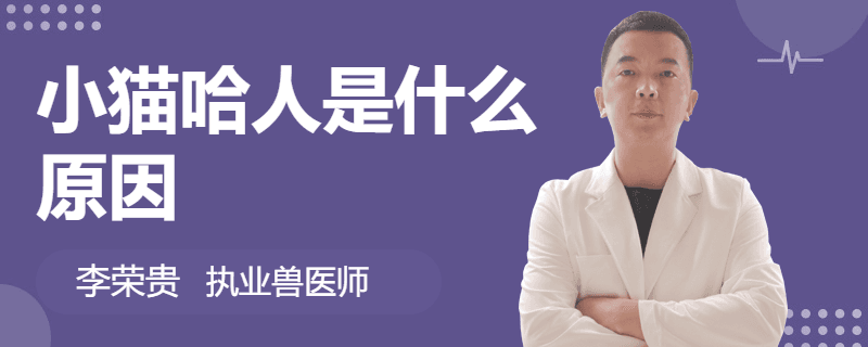 揭秘小猫"哈人"的原因及应对方法