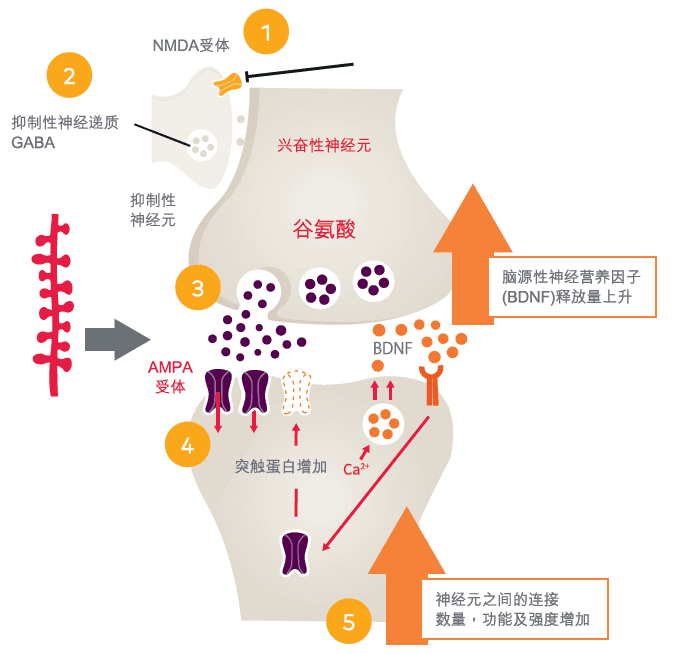 抑郁治疗新希望：谷氨酸受体调节剂的突破