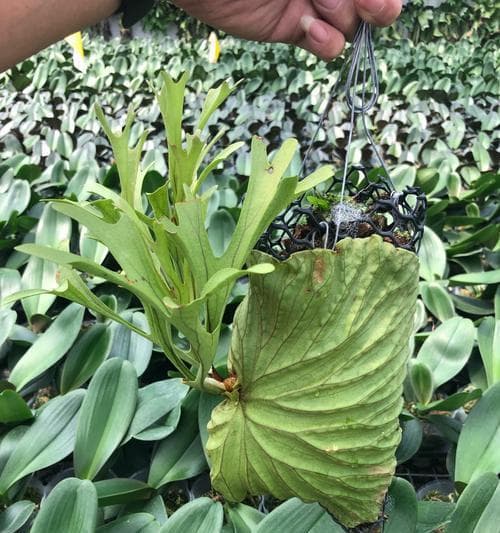 附生植物的生态和适应性研究