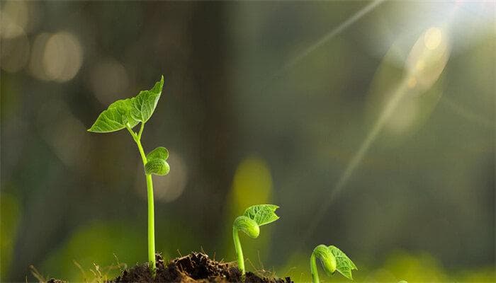 植物的生长过程与环境适应性