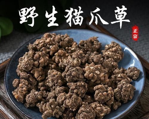 猫爪草：一种多功能的观赏植物