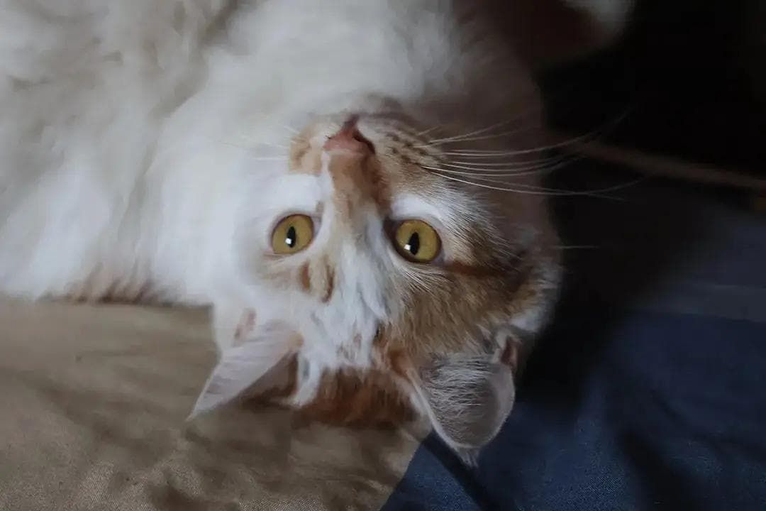 收藏！守护猫咪健康 | 养猫必备药品清单