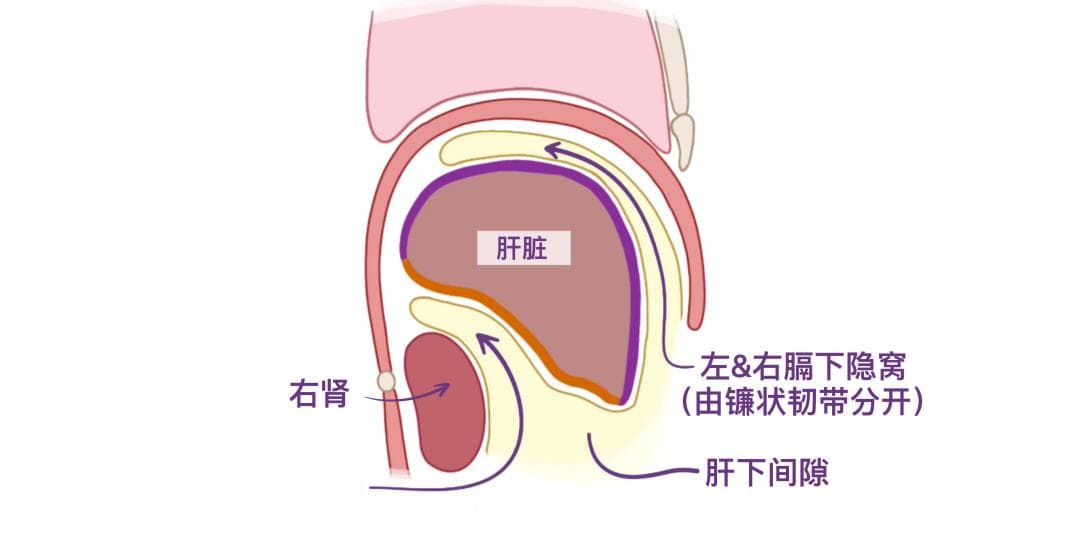 认识我们的器官——肝脏篇