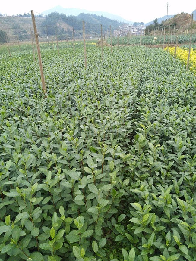 茶苗种植技术与市场价格全解析