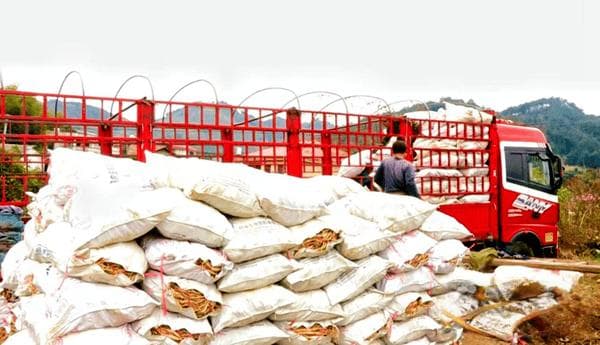 罗洪村：变不利地形为产业优势，中药材种植带动村民增收