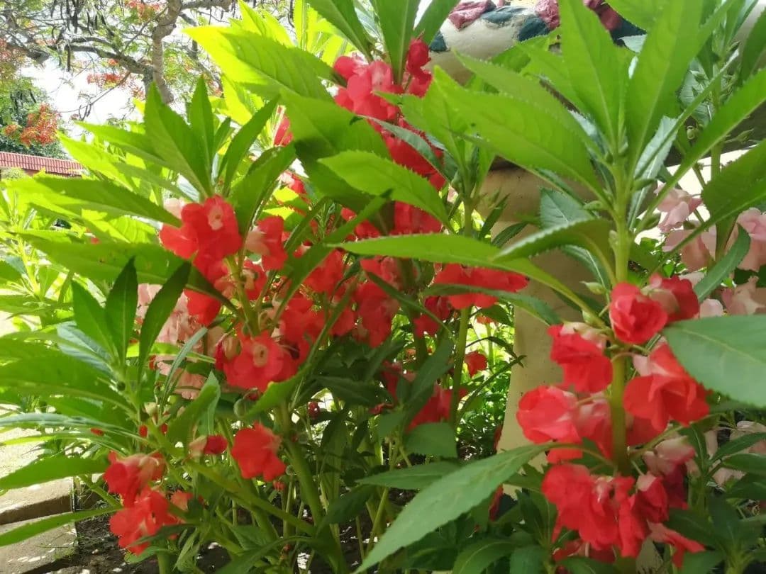 凤仙花：暴躁的急性子，一碰其种子就弹射