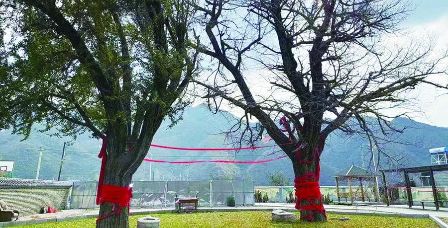 营口加大重要生态功能区和生态脆弱区保护力度 “林长+法治”守护生物多样性之美