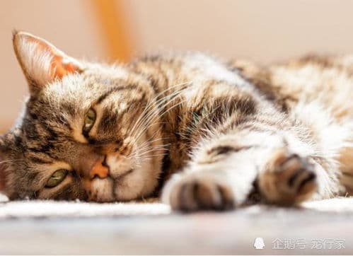 猫咪进食异常，解析及应对攻略