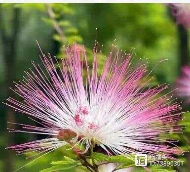 【原】合欢花什么时候开花?花期多长？