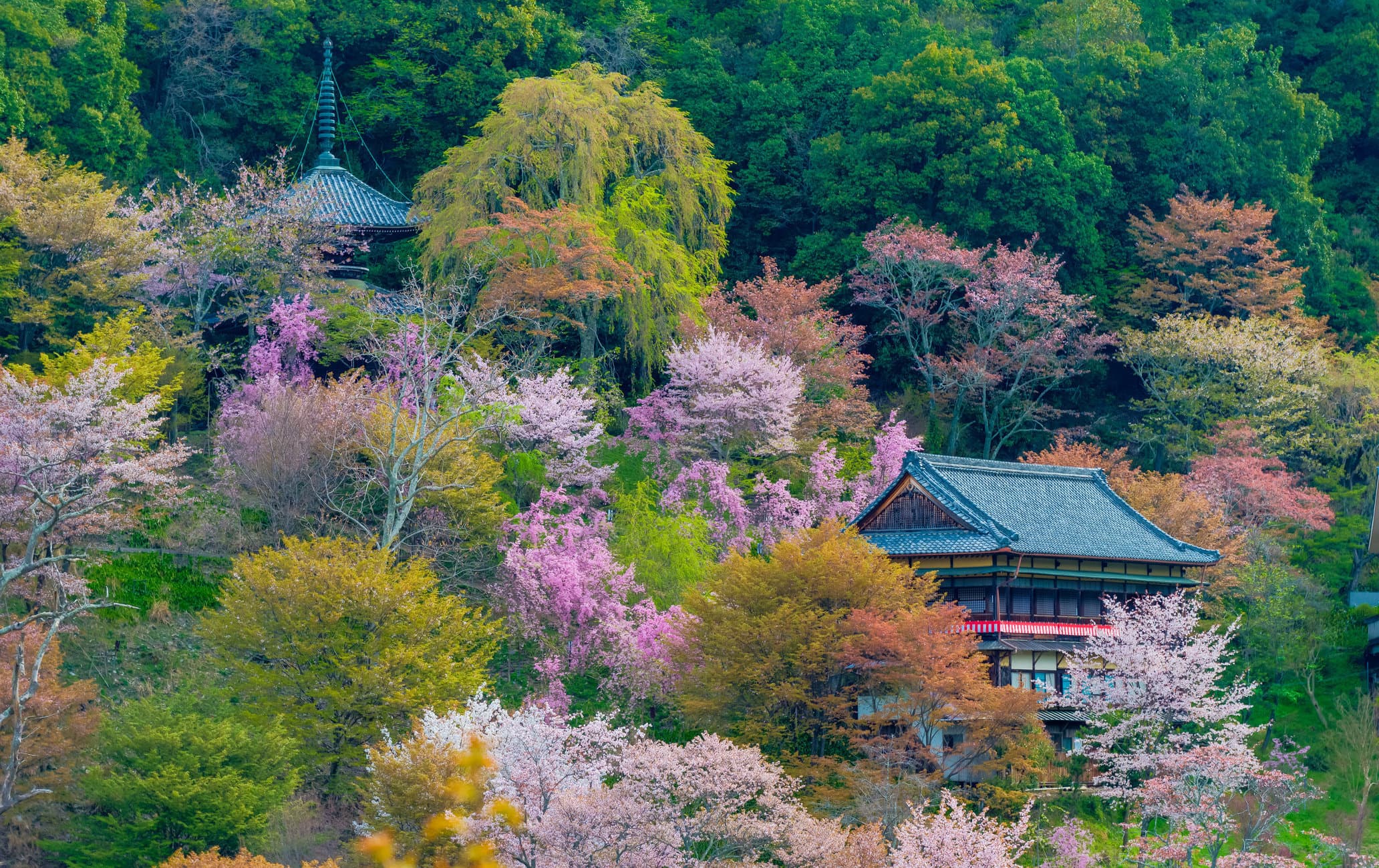吉野山：日本最具代表性的旅游目的地