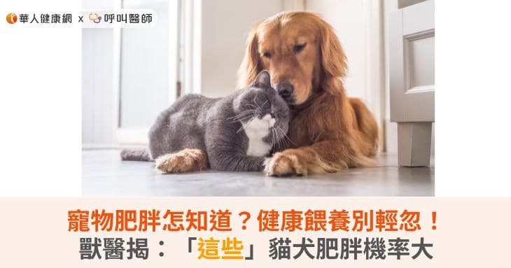 宠物肥胖怎么办？兽医揭示：这些猫犬肥胖几率大