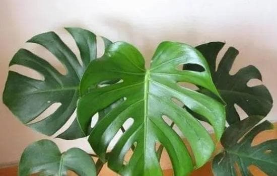 龟背竹是草本还是木本植物呢？