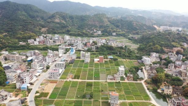 高州市平山镇：“田园党建”助推产业富民，促进乡村振兴