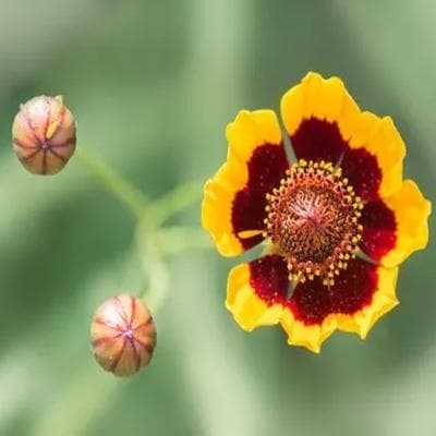 两色金鸡菊：降脂降压、消炎解毒的天然草本