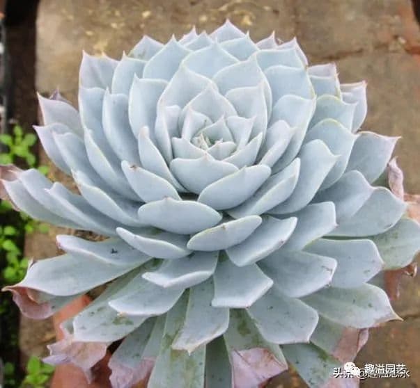 适合春季栽种的花卉