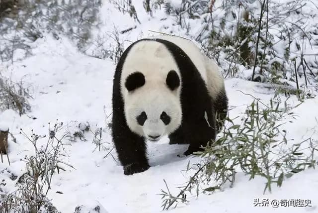 我国取消无偿赠送大熊猫已40多年！送是不可能送的！