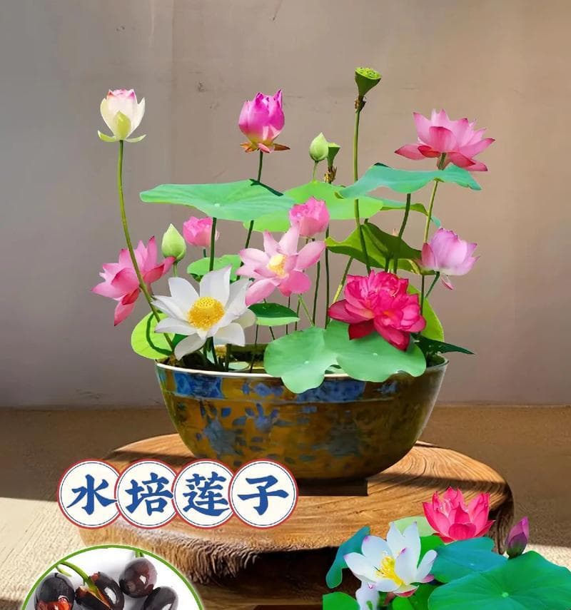 碗莲开花的生长过程（花期的形成与开放）