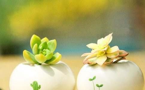 种植多肉植物：从选购到养护的全方位指南