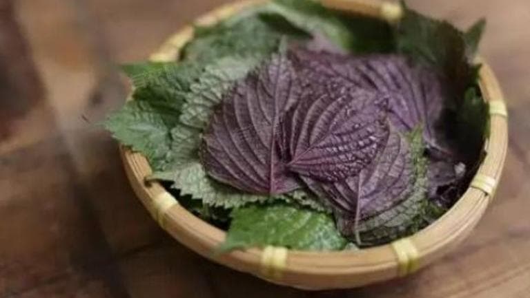 紫苏和生姜煮水的功效